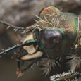 Cicindela silvicola
